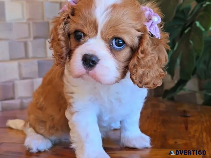 Cavalier king charles spaniel- dna clear