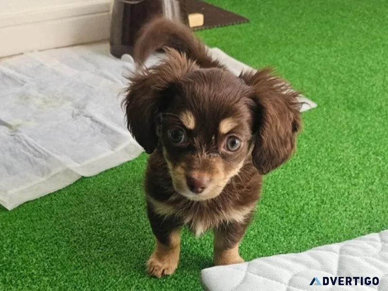 Chiweenie puppies available