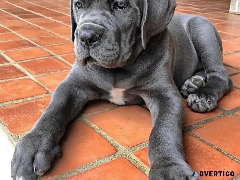 Purebred cane corso puppies for sale