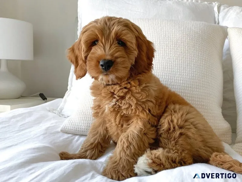 Mini goldendoodle puppies