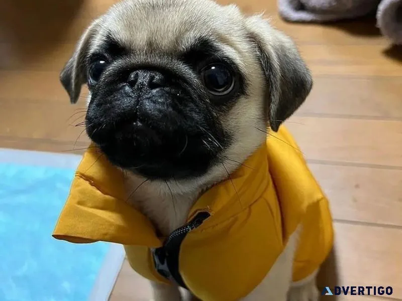 Adorable pug puppies for sale