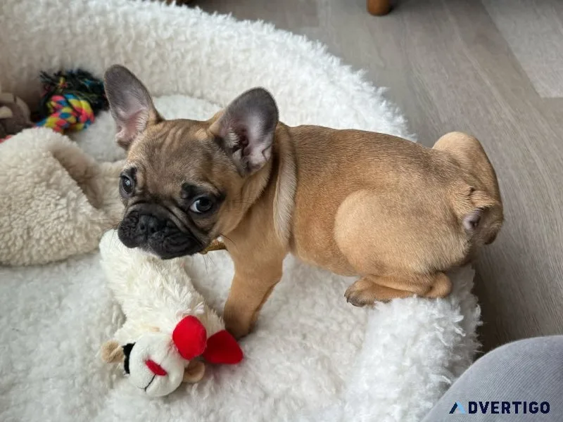 Quality french bulldog puppies
