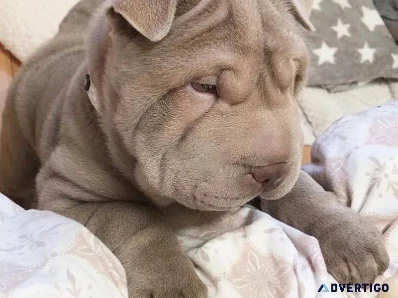 Mini shar pei puppies