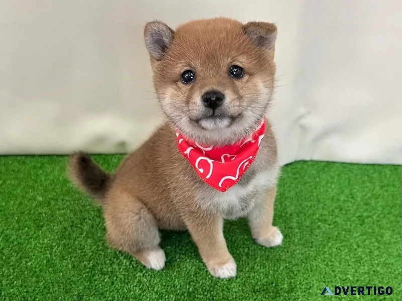 Handsome shiba inu male and female puppies