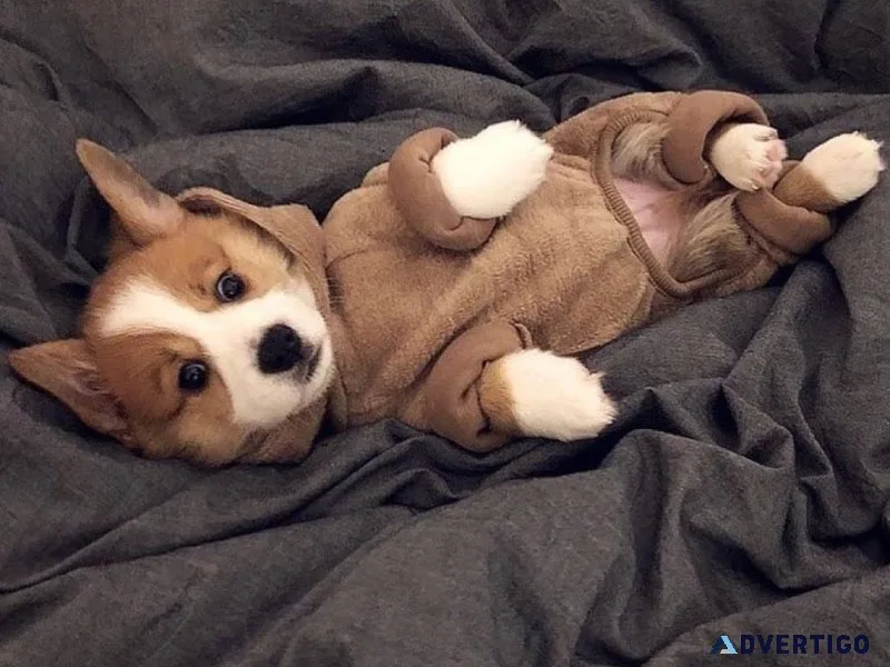 Pembroke welsh corgi puppies