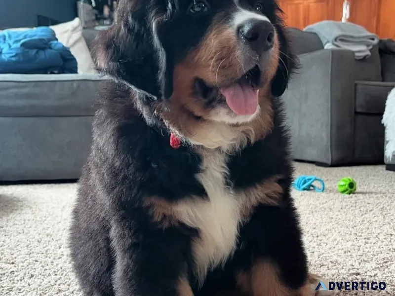Stunning bernese mountain dog puppies