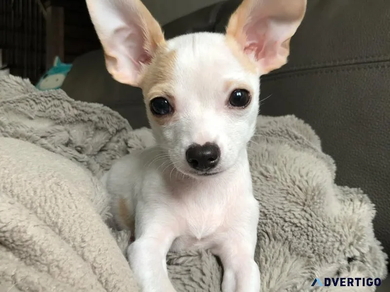 Chihuahua puppies available
