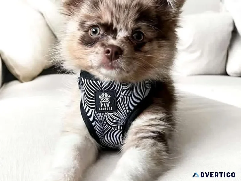 Adorable pomchi furbabies