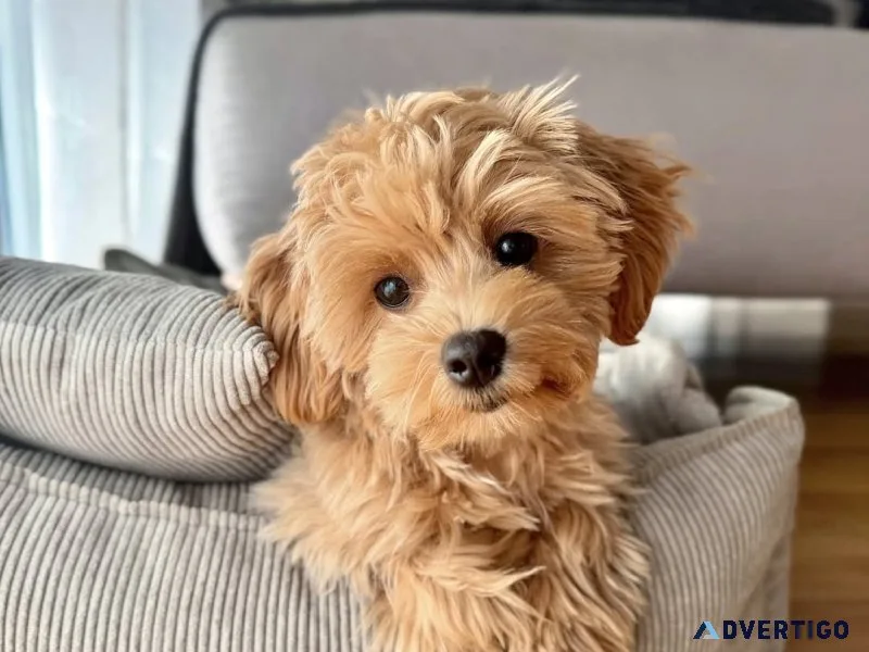 Best maltipoo puppies