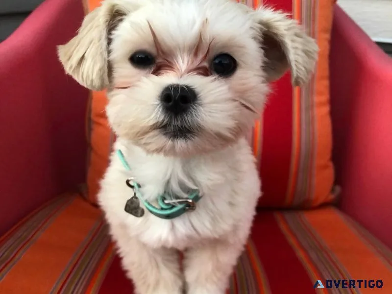Cute and adorable morkie puppies