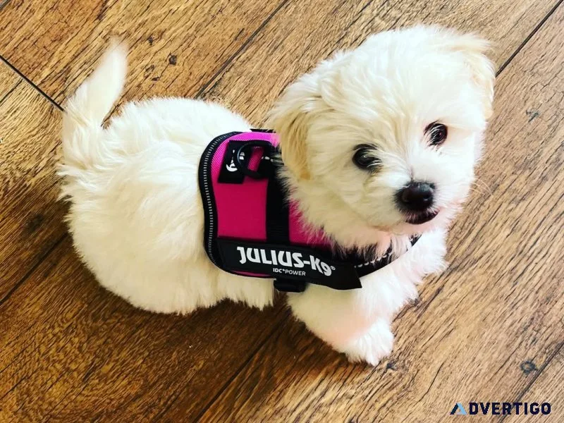 Adorable maltichon puppies available for adoption