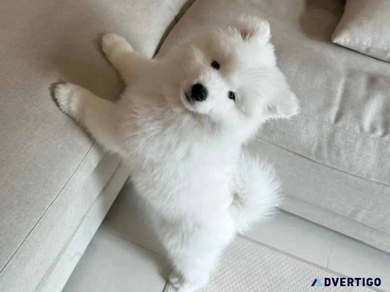 12 weeks old samoyed puppies