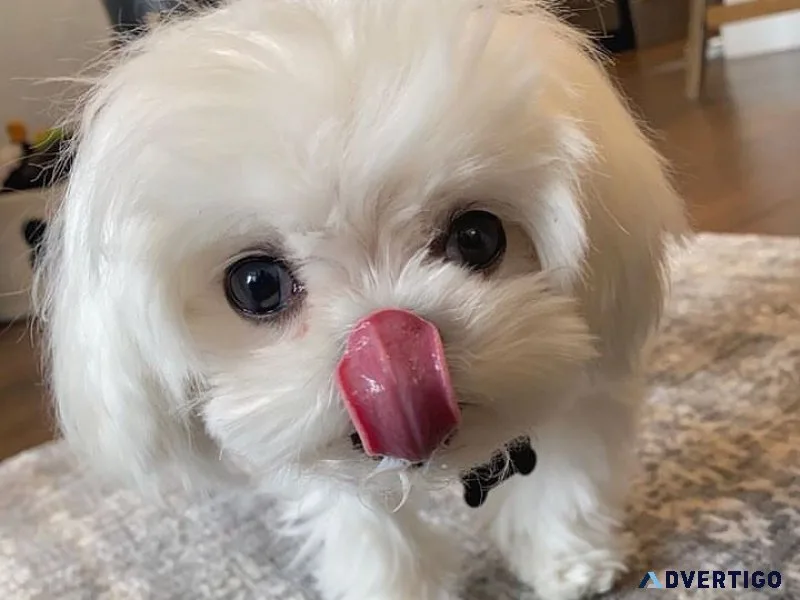 Maltese puppies available