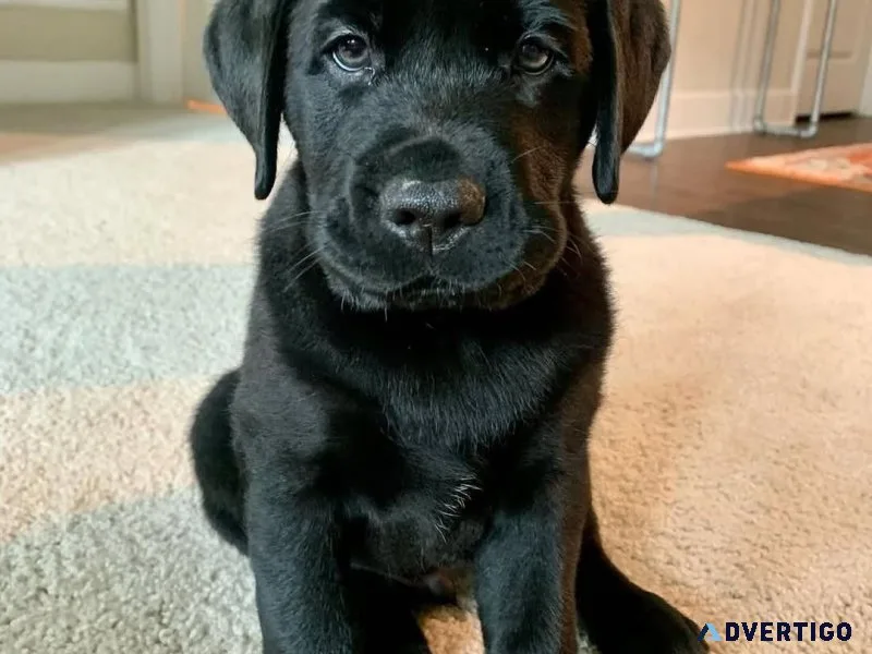 Purebred chocolate labrador puppies