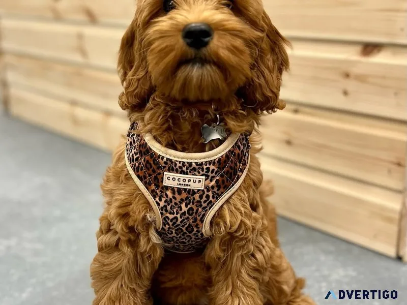 Cockapoo puppies available