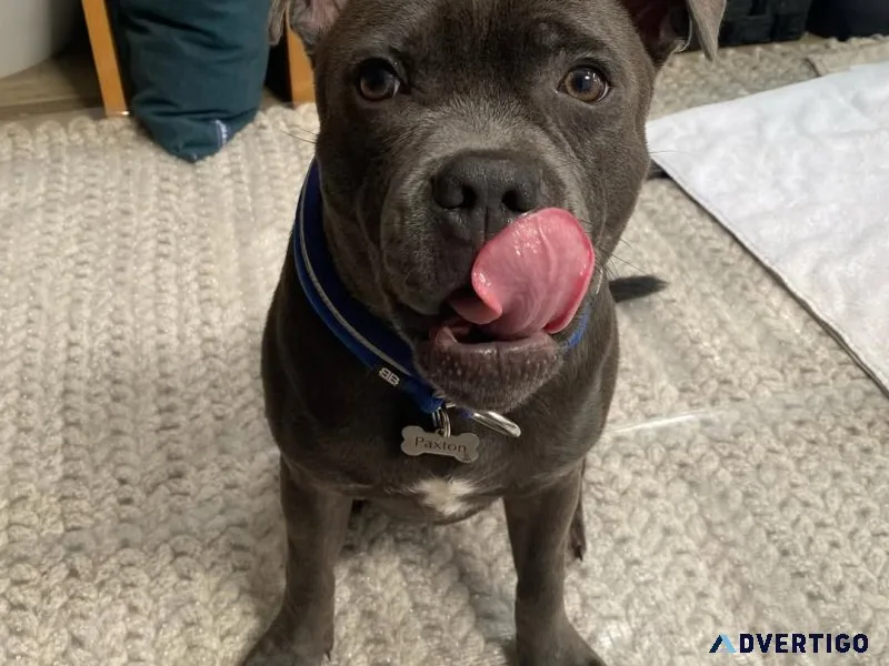 Purebred staffordshire bull terrier for sale