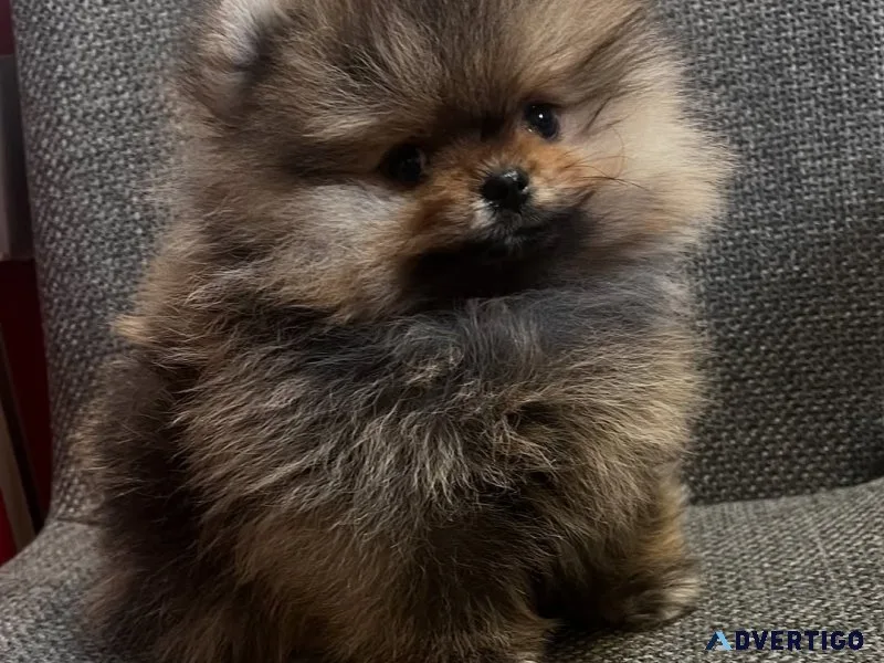 Adorable pomeranian puppies for sale