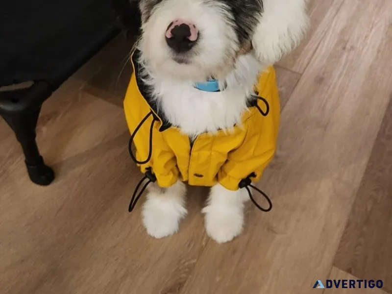 Mini aussiedoodle puppies