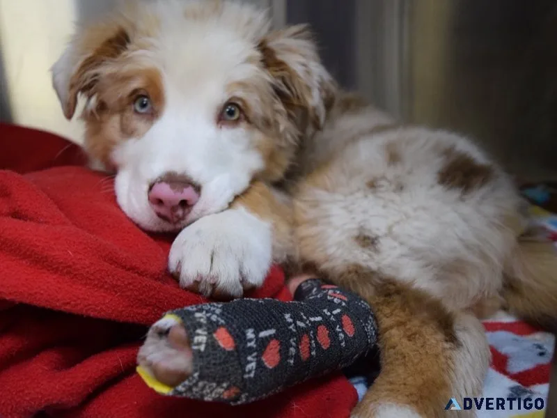 Australian shepherd puppies