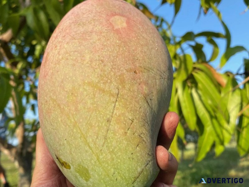 Sweet & tangy mango plants for sale - celgen biotech