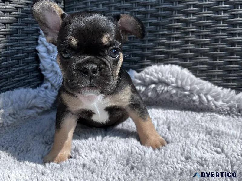 Frenchies puppies