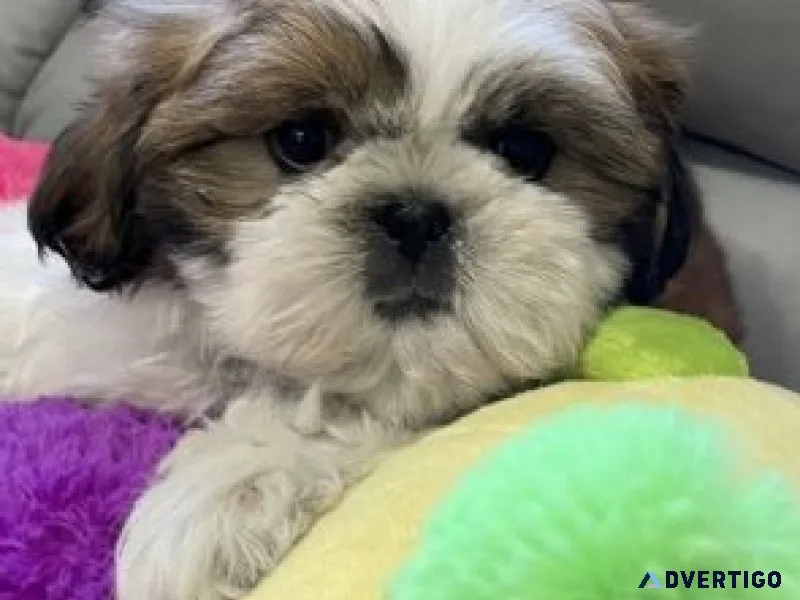 Gorgeous shih tzu puppies all ready