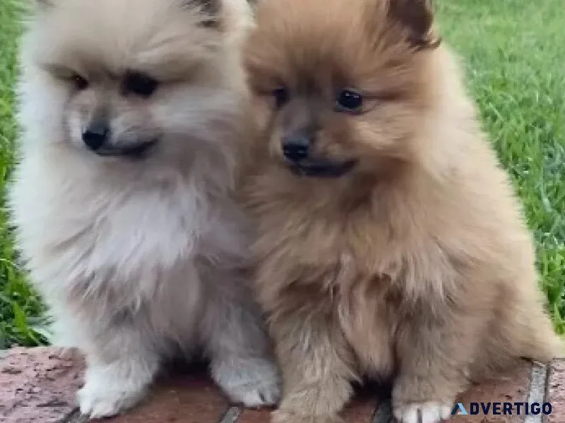 Beautiful pomeranian puppies available