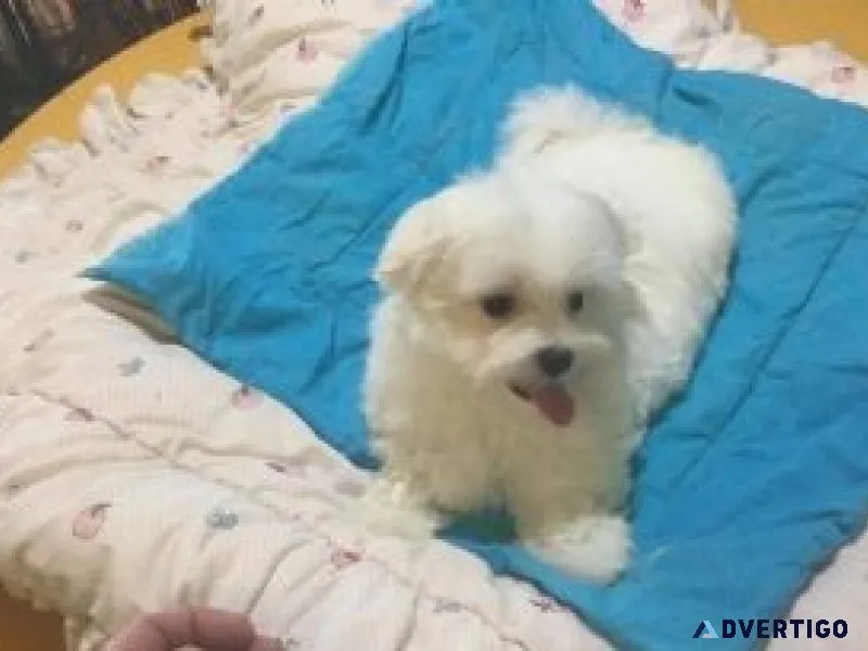 Maltipoo male and female puppies