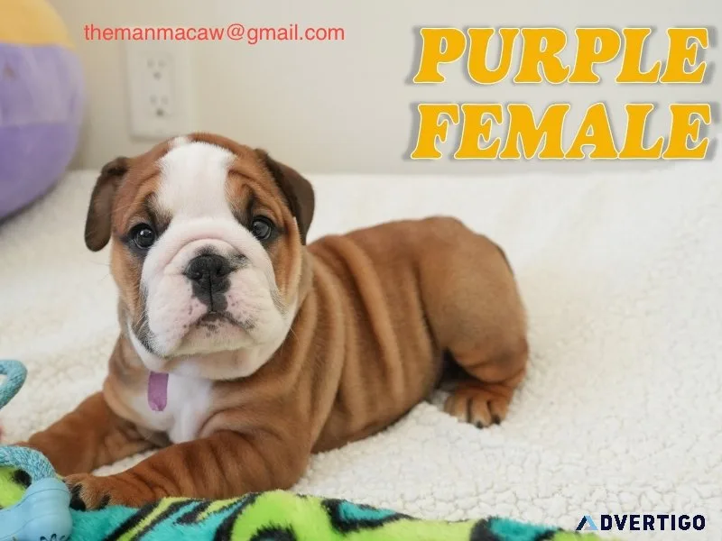 Oustanding english bulldog puppies