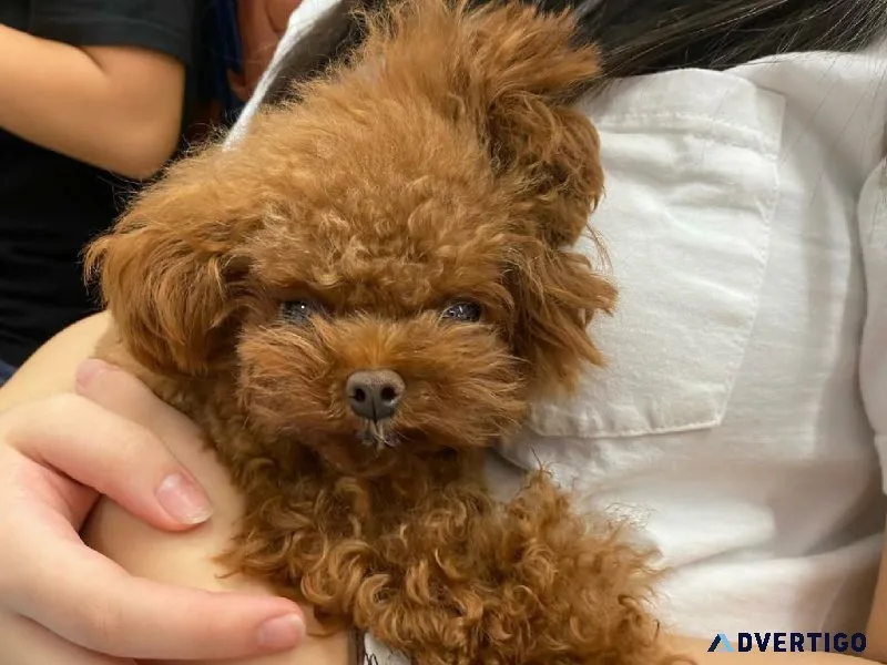 Toy poodle puppies ready to go now