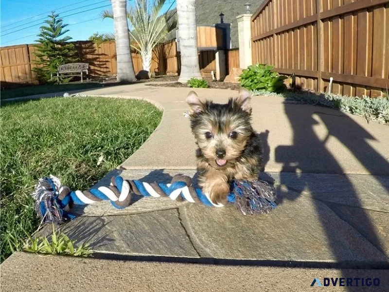 Purebred tiny yorkie puppies