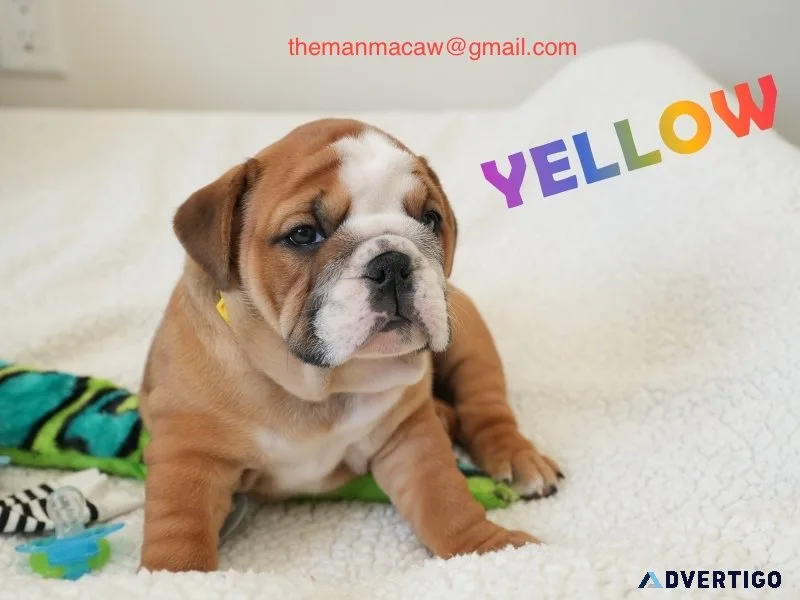 Magnificient english bulldog puppies