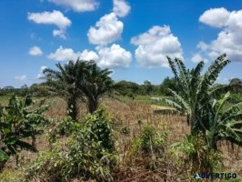 Belize small farm in hope creek