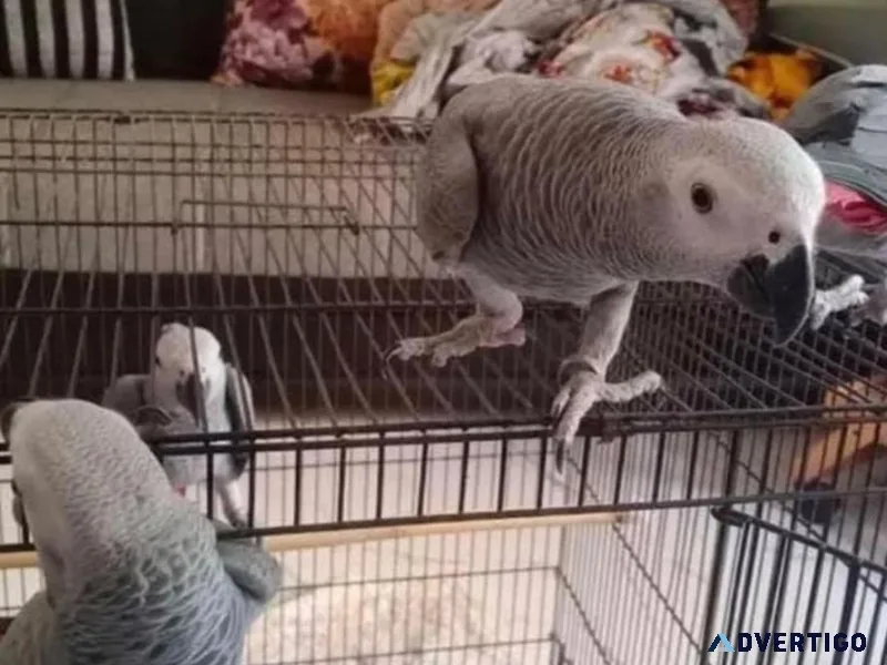 African grey parrots for sale*