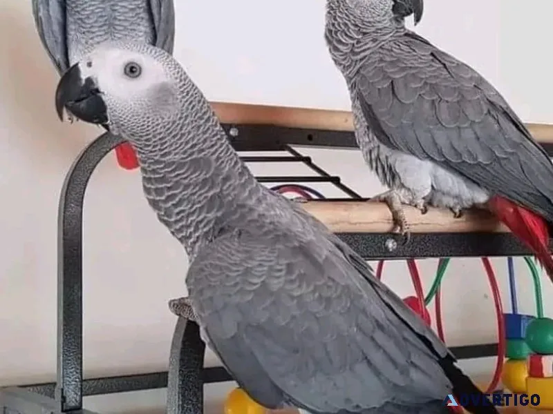 Two african grey parrots for sale