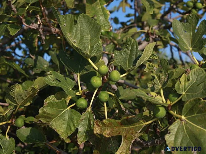 Fig tree pests australia