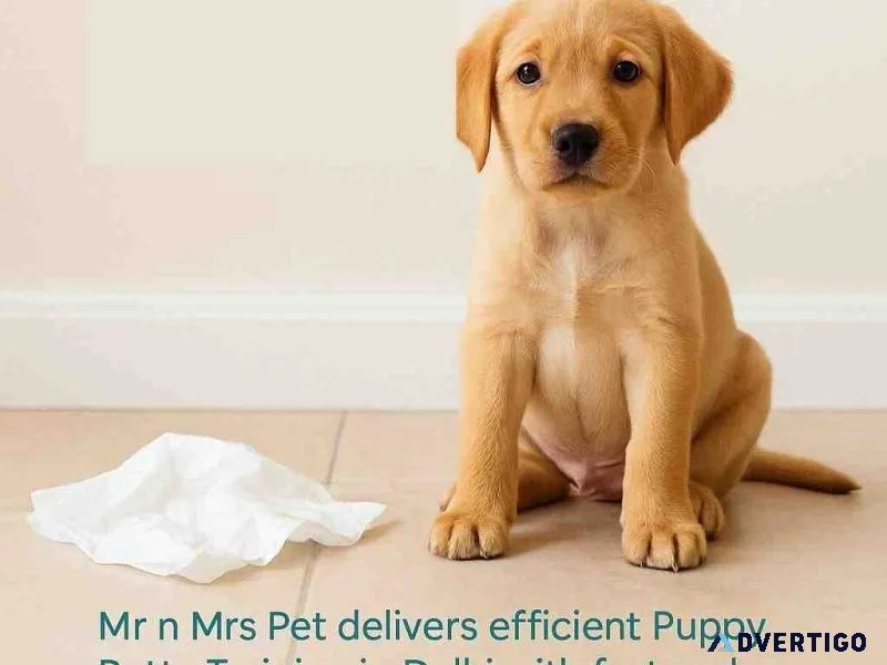 Puppy potty training in delhi
