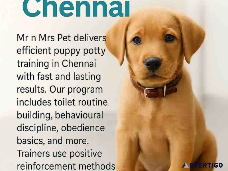 Puppy potty training in chennai