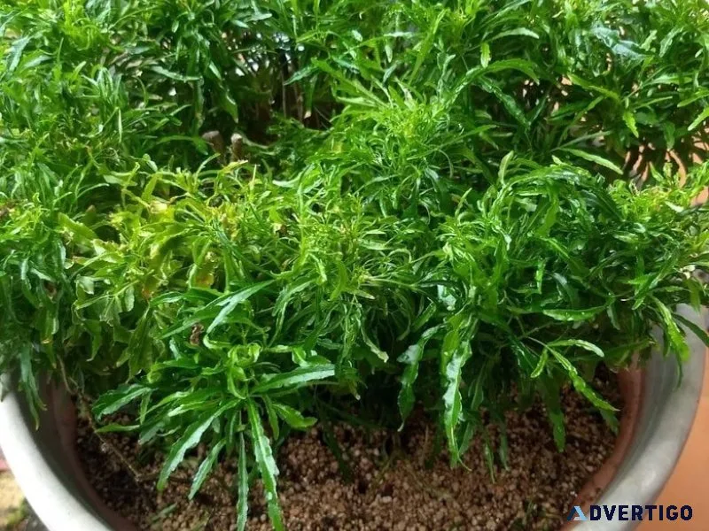 Growing medium for plants
