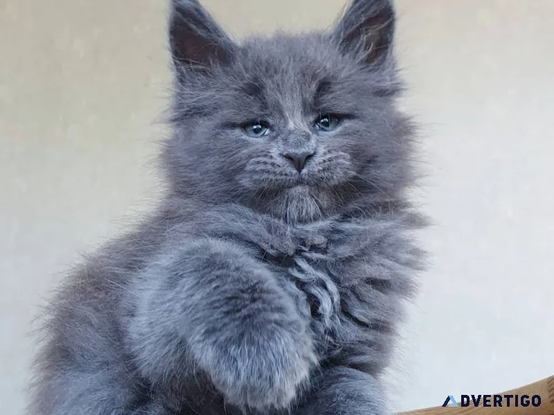 Male and female maine coon kittens for sale