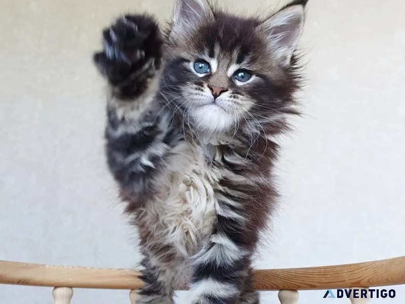 Pure-bred maine coon kittens for sale