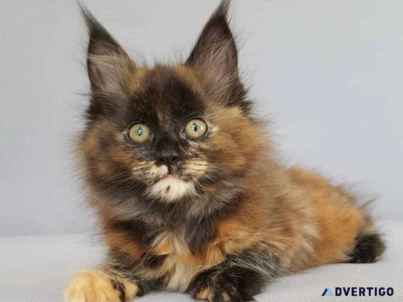 Pure maine coon kittens ready for their forever homes now