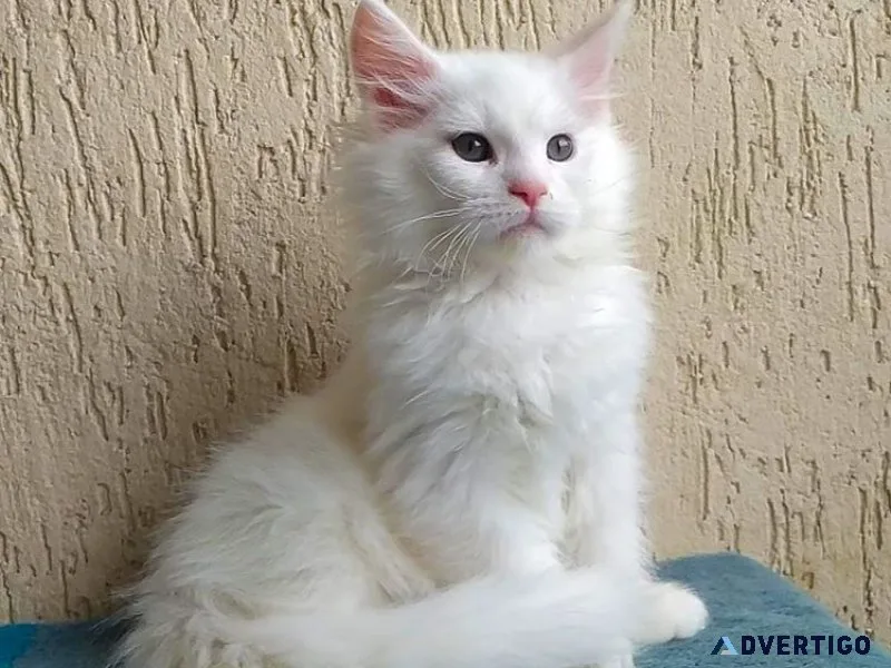 Milo – charming white maine coon kitten for sale