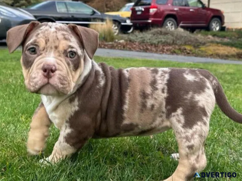 Lyla (female) $950 merle pit bully)