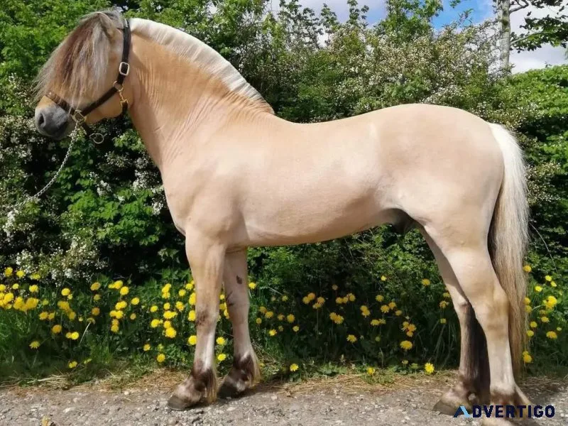Norwegian fjord horses