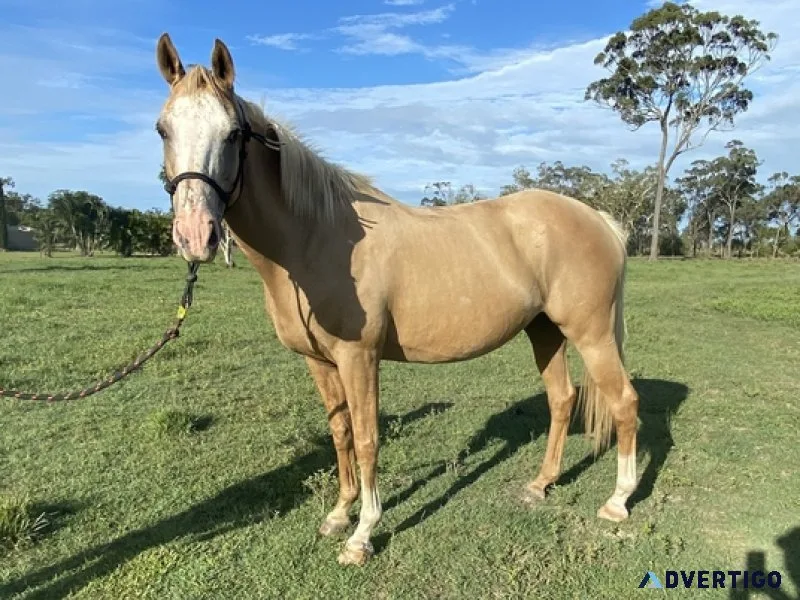 Palomino mare for sale