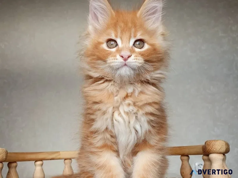Nico– red tabby male maine coon kittens for sale