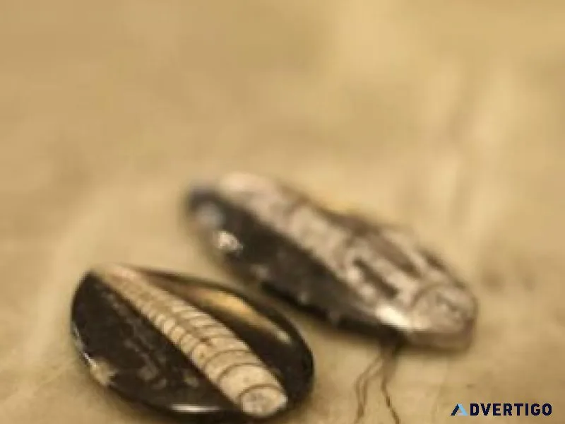 Harness ancient earth energy with orthoceras fossils