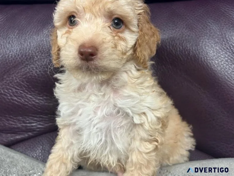Cockapoo puppies ready 1 aug