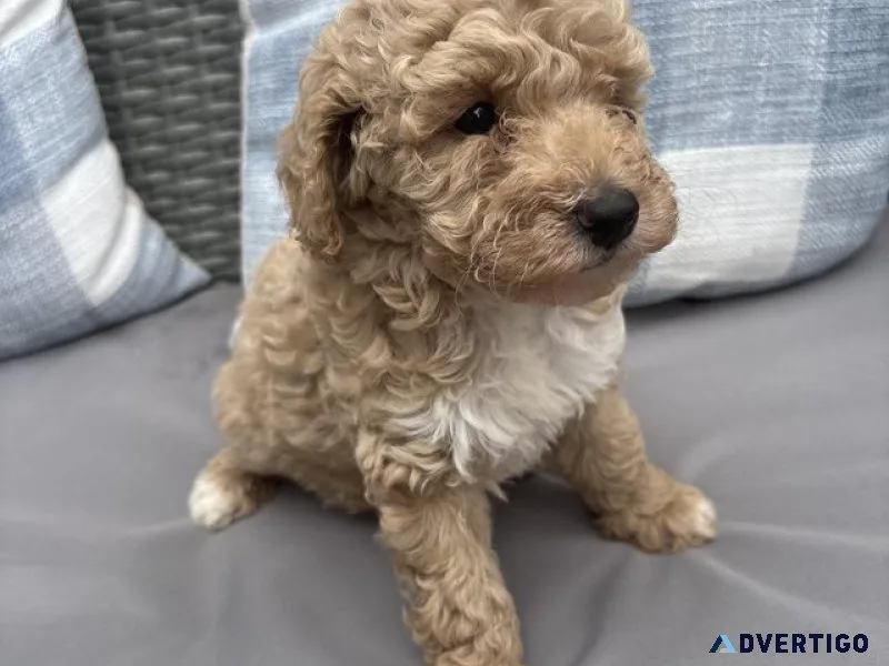 Toy poodle pups/licensedbreeder/fullyhealthtested